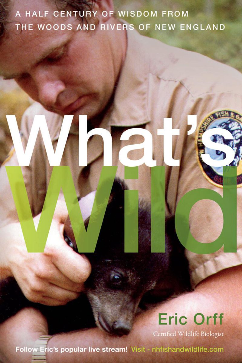 چه چیز وحشی است