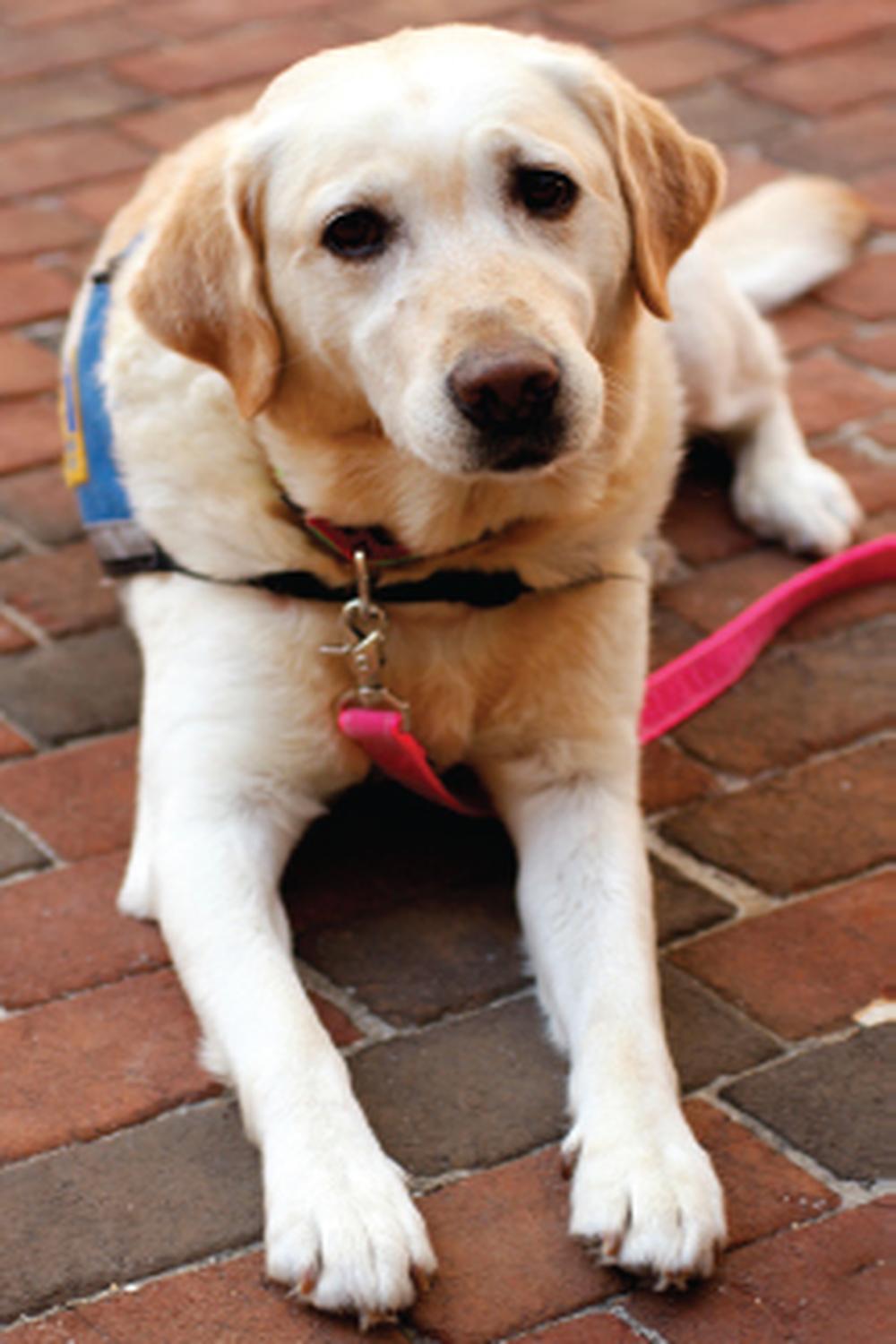 مداخلات مبتنی بر حیوانات در محیط‌های مراقبت بهداشتی